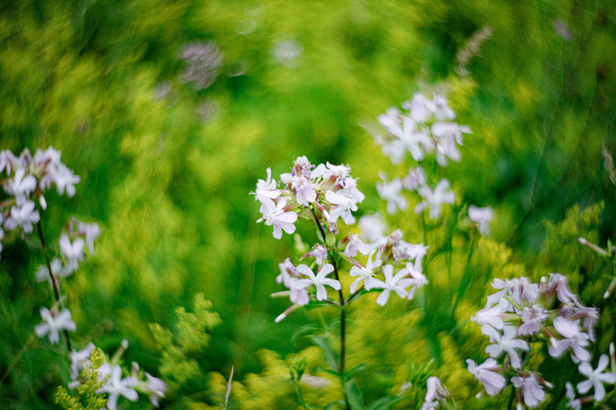 Blumenbild